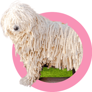 Komondor dog decoration